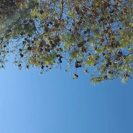 Πανσιόν Mediterranean Χβαρ